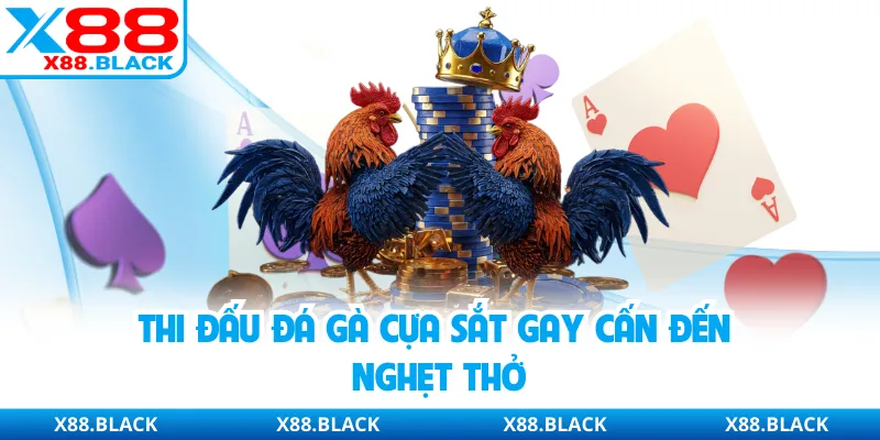 Thi đấu đá gà cựa sắt gay cấn đến nghẹt thở